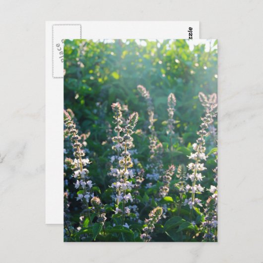 Carte Postale non défini (Devant / Derrière)