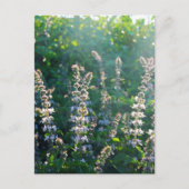 Carte Postale non défini (Devant)