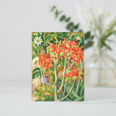 Carte Postale Nord - Aloe et Fleur de Passion, Afrique du Sud, (Debout devant)