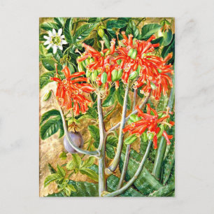 Carte Postale Nord - Aloe et Fleur de Passion, Afrique du Sud,