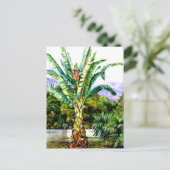 Carte Postale Nord - Ensete d'Abyssinie dans un jardin à Tenerif (Debout devant)