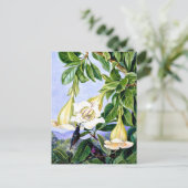 Carte Postale Nord - Foliage et Fleurs d'un Américain tropical (Debout devant)