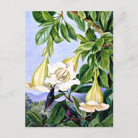 Carte Postale Nord - Foliage et Fleurs d'un Américain tropical (Devant)