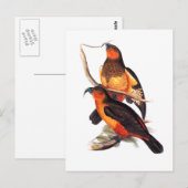 Carte Postale Norfolk Island Kaka (Devant / Derrière)