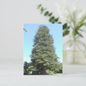 Carte postale Norfolk Island Pine (Debout devant)