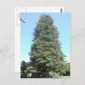 Carte postale Norfolk Island Pine (Devant / Derrière)