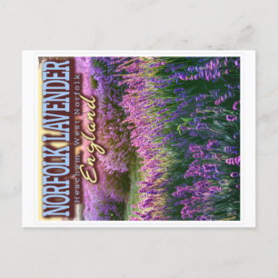 CARTE POSTALE NORFOLK LAVENDER - LAVENDER FIELD NORFOLK ANGLETER