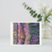 CARTE POSTALE NORFOLK LAVENDER - LAVENDER FIELD NORFOLK ANGLETER (Debout devant)