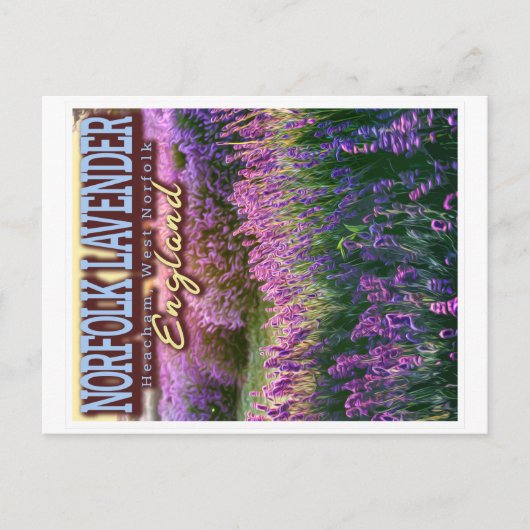 CARTE POSTALE NORFOLK LAVENDER - LAVENDER FIELD NORFOLK ANGLETER (Devant)