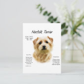 Carte Postale Norfolk Terrier Conception historique (Debout devant)