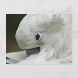 Carte Postale North America, USA, Florida, St. Augustine