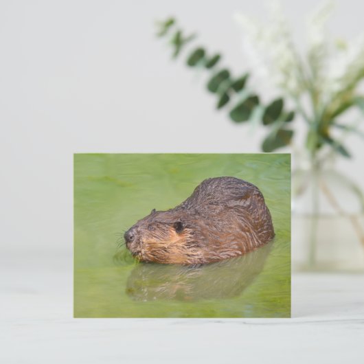 Carte Postale North American Beaver dans l'eau (Debout devant)