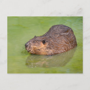 Carte Postale North American Beaver dans l'eau