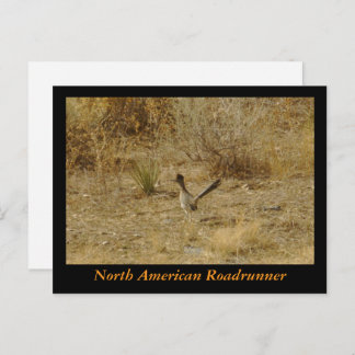 Carte postale North American Roadrunner