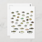 Carte Postale North American Sunfish Group (Devant / Derrière)