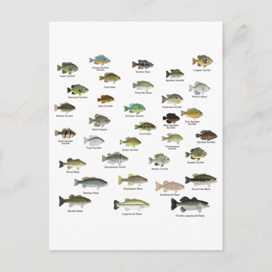 Carte Postale North American Sunfish Group (Devant)
