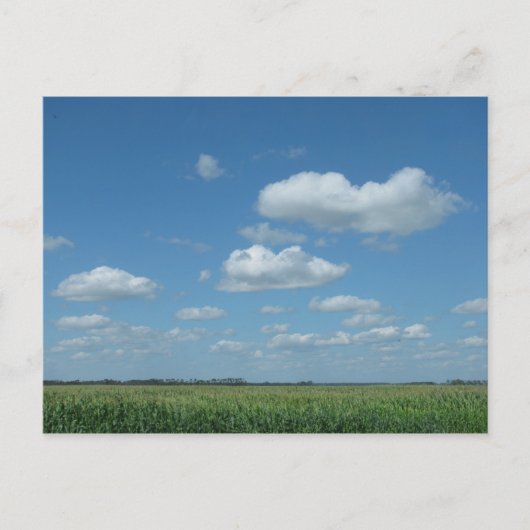 Carte Postale North Dakota Corn Field (Devant)