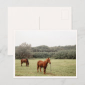 Carte Postale North Shore Kauai Horses Hawaii (Devant / Derrière)