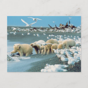 Carte Postale North Slope, Alaska. Ours polaires Ursus