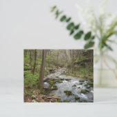 Carte Postale North Sylamore Creek (Debout devant)