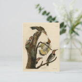 Carte Postale Norther Flicker de Audubon's Birds of America (Debout devant)