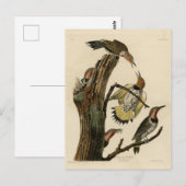 Carte Postale Norther Flicker de Audubon's Birds of America (Devant / Derrière)