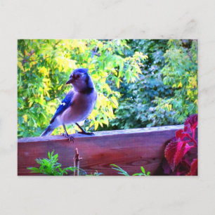 Carte Postale Northern Blue Jay Perching Birds Canada