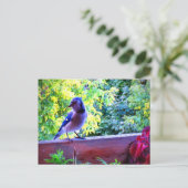 Carte Postale Northern Blue Jay Perching Birds Canada (Debout devant)
