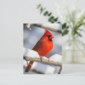 Carte Postale Northern Cardinal (Debout devant)