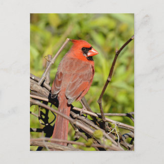 Carte Postale Northern Cardinal In Michigan