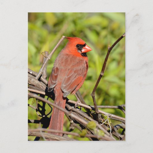Carte Postale Northern Cardinal In Michigan (Devant)