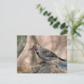 Carte postale : Northern Flicker (Debout devant)