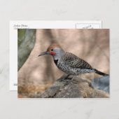 Carte postale : Northern Flicker (Devant / Derrière)