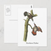 Carte Postale Northern Flicker, John Audubon (Devant / Derrière)