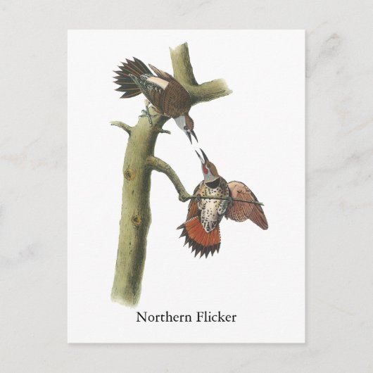 Carte Postale Northern Flicker, John Audubon (Devant)