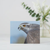 Carte Postale Northern Goshawk Screeching (Debout devant)