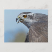 Carte Postale Northern Goshawk Screeching (Devant)