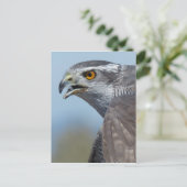 Carte Postale Northern Goshawk Screeching (Debout devant)