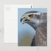 Carte Postale Northern Goshawk Screeching (Devant / Derrière)
