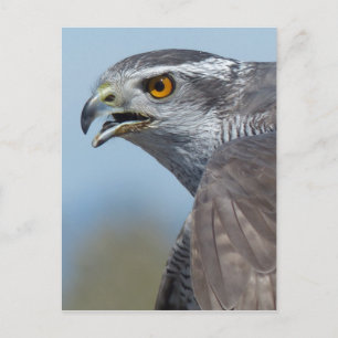 Carte Postale Northern Goshawk Screeching