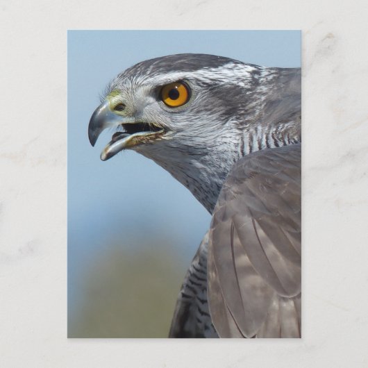 Carte Postale Northern Goshawk Screeching (Devant)