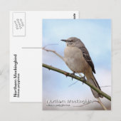 Carte postale Northern Mockbird (Devant / Derrière)