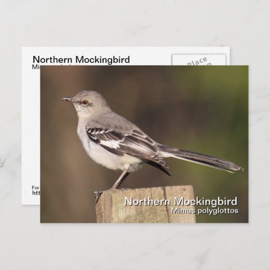 Carte postale Northern Mockbird (Devant / Derrière)