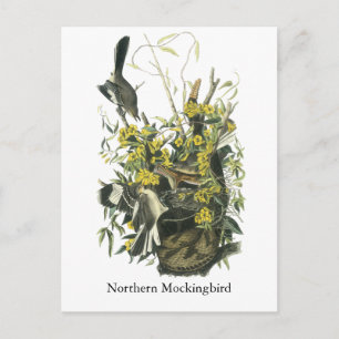 Carte Postale Northern Mocking Bird, John Audubon