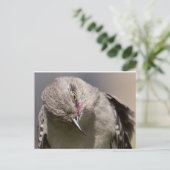 Carte Postale Northern Mockingbird prend un Bow Appareils & cade (Debout devant)
