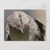 Carte Postale Northern Mockingbird prend un Bow Appareils & cade (Devant)