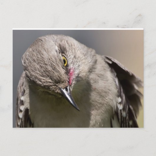 Carte Postale Northern Mockingbird prend un Bow Appareils & cade (Devant)
