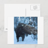 CARTE POSTALE NORTHERN MOOSE (Devant / Derrière)