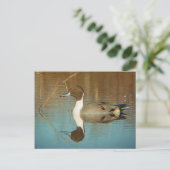 Carte postale Northern Pintail (Debout devant)