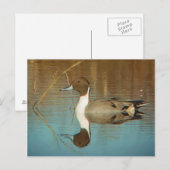 Carte postale Northern Pintail (Devant / Derrière)